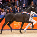 Photo de GLAMOURDALE 2