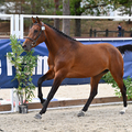 Photo de Nyrcella de Fondcombe 3