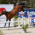 Photo de Nyrcella de Fondcombe 5
