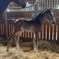 Photo de Qhayari Fondcombe 0