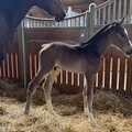 Photo de Qhayari Fondcombe 1